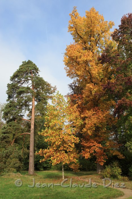 FontainebleauJA17.JPG - Au jardin anglais du château de Fontainebleau