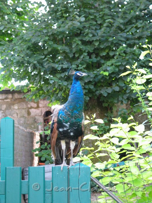 Valloires12.jpg - Au jardin de l'abbaye de Valloires